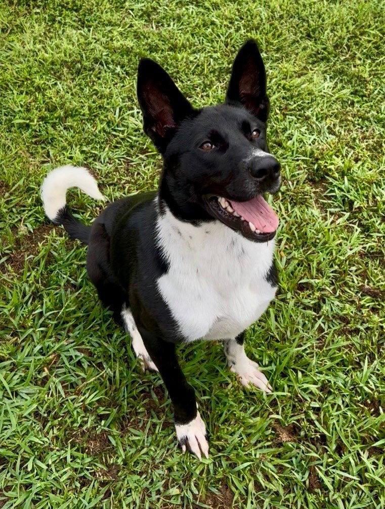 Ferdinand, a Adoptable mixed breed in Carrollton, GA image 1/3
