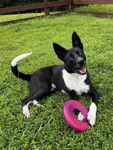 Ferdinand, a Adoptable mixed breed in Carrollton, GA image 2/3