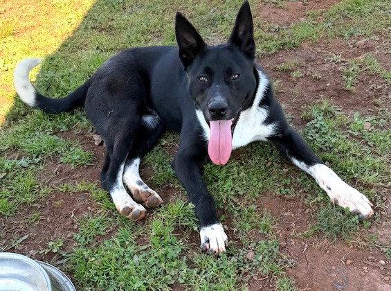 Enlarge Ferdinand, a Adoptable mixed breed in Carrollton, GA image 1/3