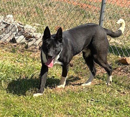 Enlarge Ferdinand, a Adoptable mixed breed in Carrollton, GA image 2/3