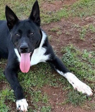 Enlarge Ferdinand, a Adoptable mixed breed in Carrollton, GA image 3/3