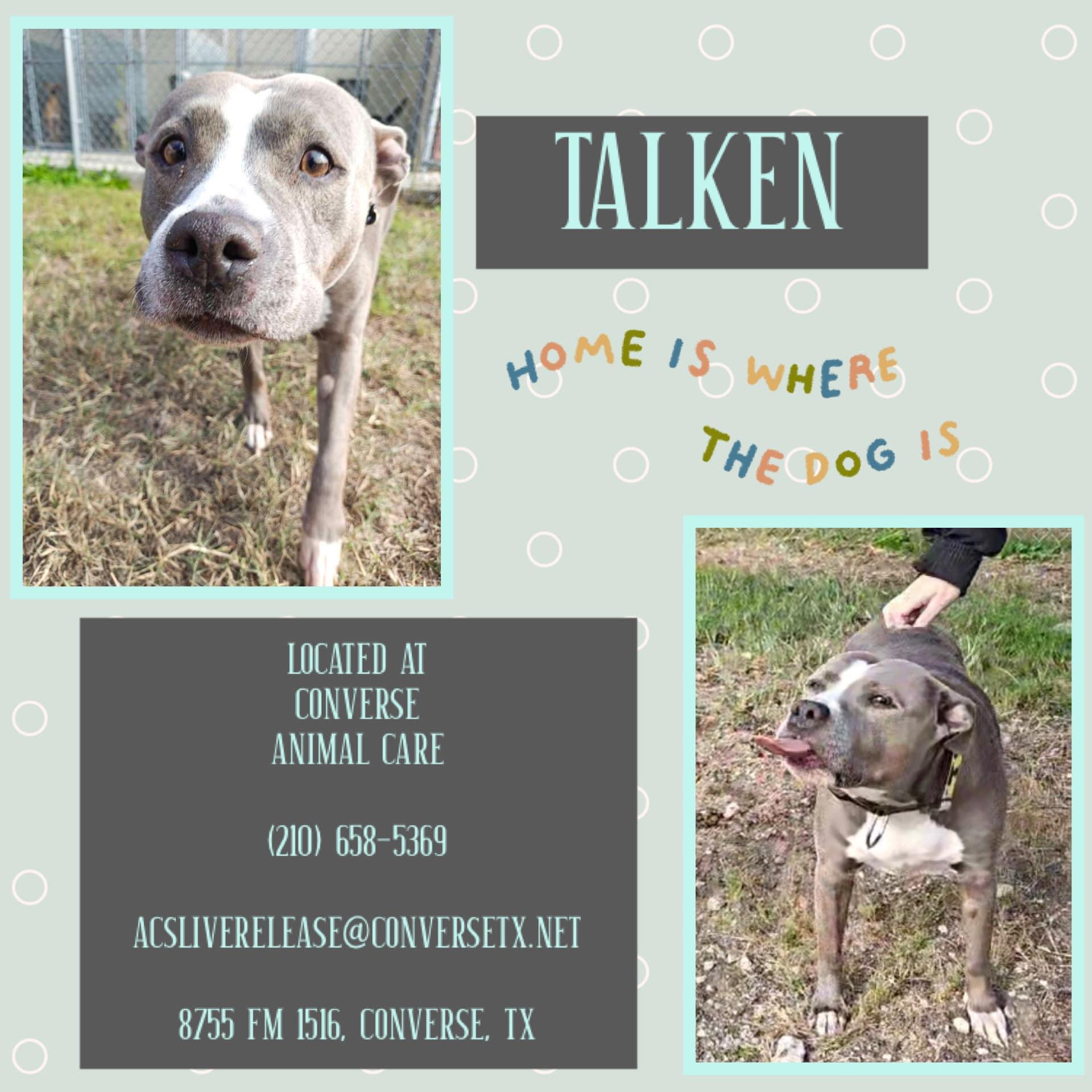 Talken, Adoptable, Adult Female American Staffordshire Terrier.