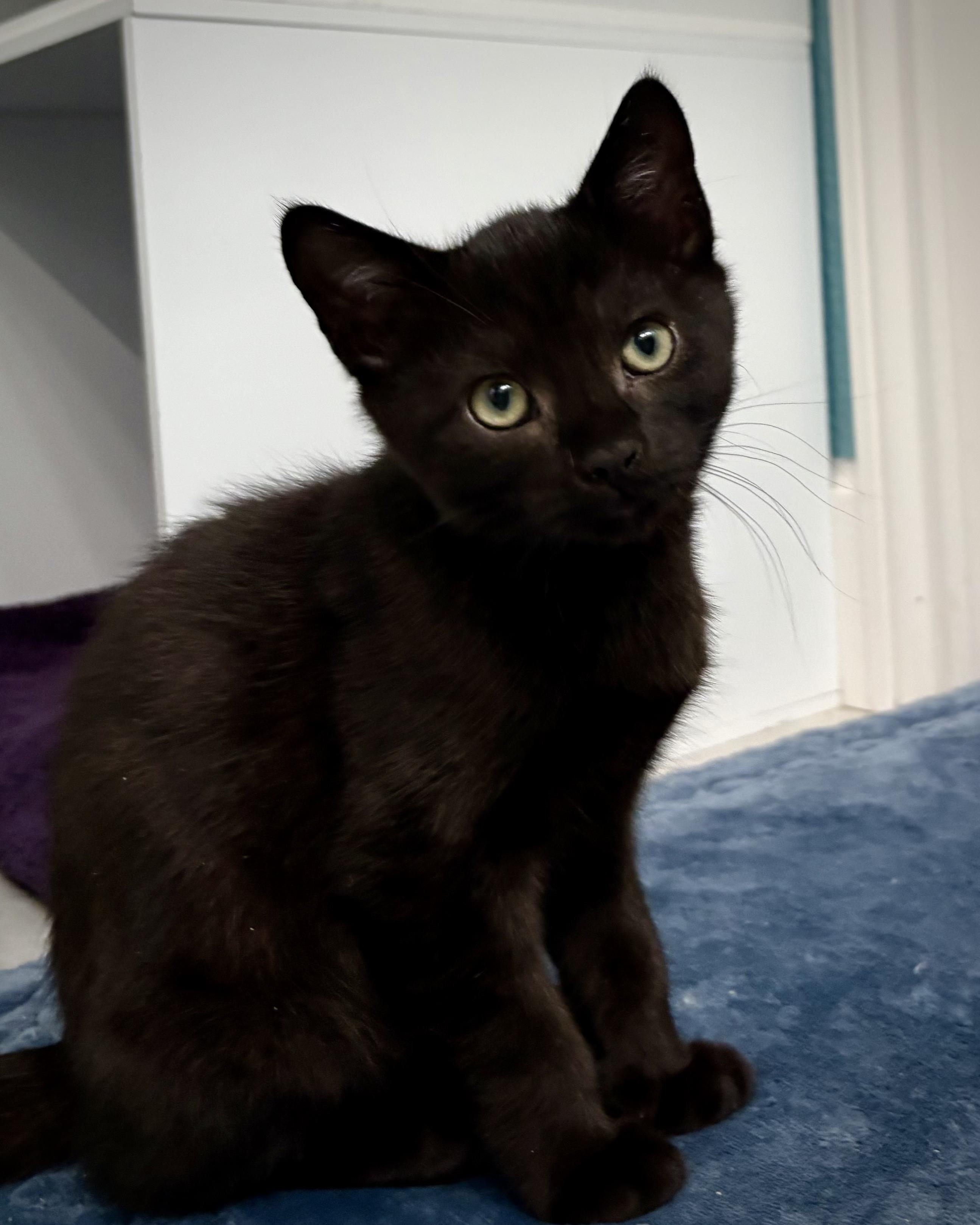 Enlarge Pepper, a Adoptable Domestic Short Hair in Salinas, CA image 1/1