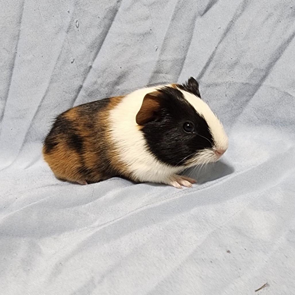 Bailey (bonded with Lo), Adoptable, Baby Female Guinea Pig.