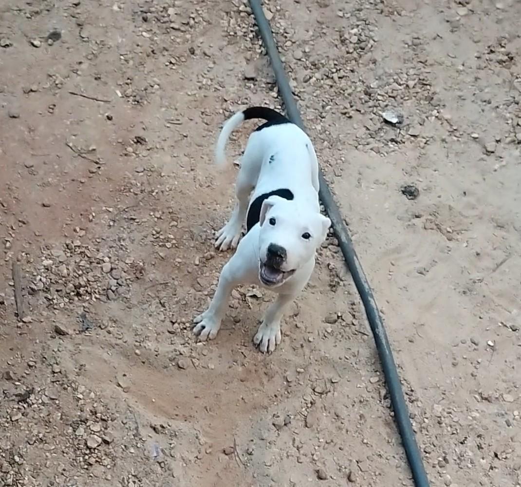 Brat, Adoptable, Puppy Female Pit Bull Terrier.