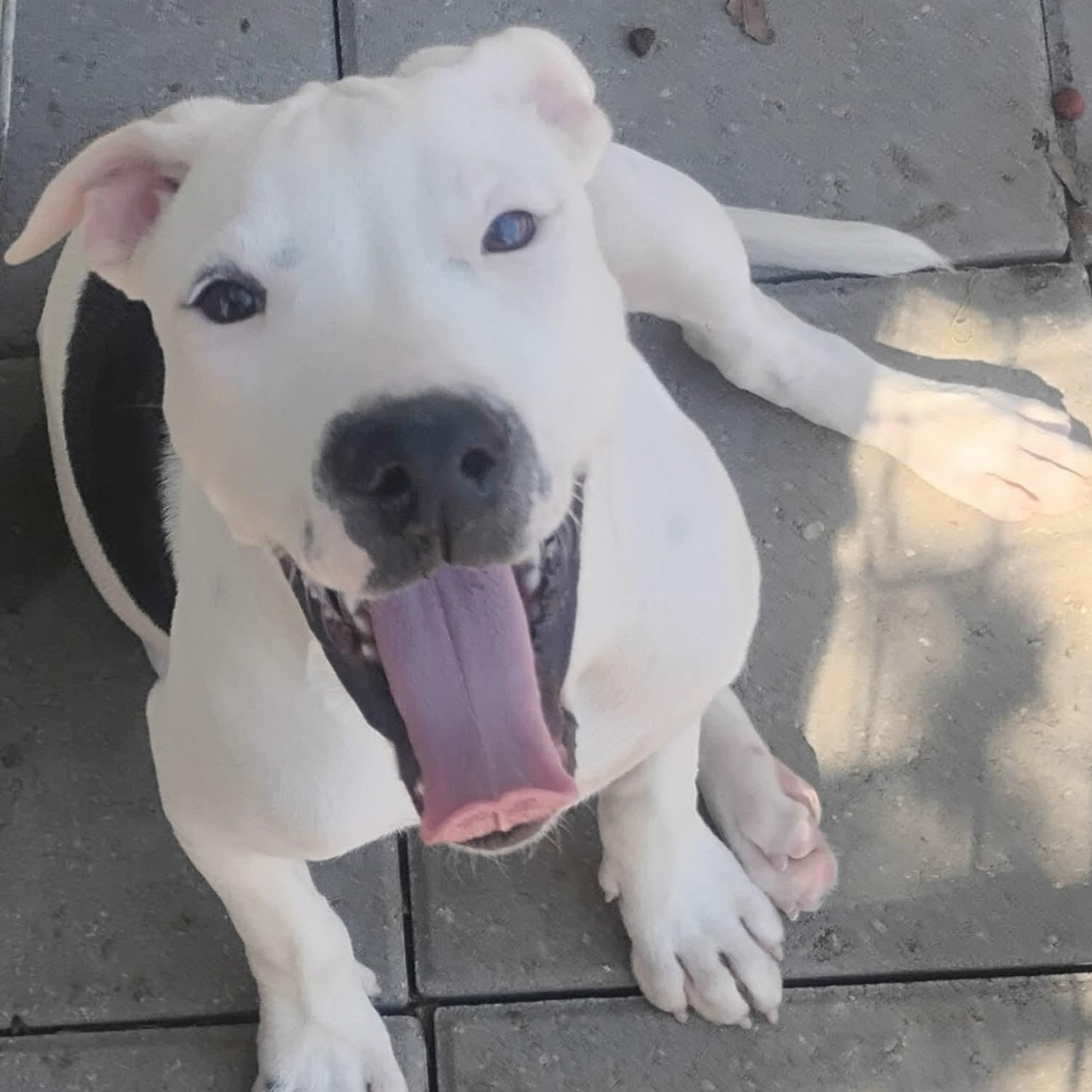 Enlarge Brat, a Adoptable Pit Bull Terrier in Carson, MS image 1/2