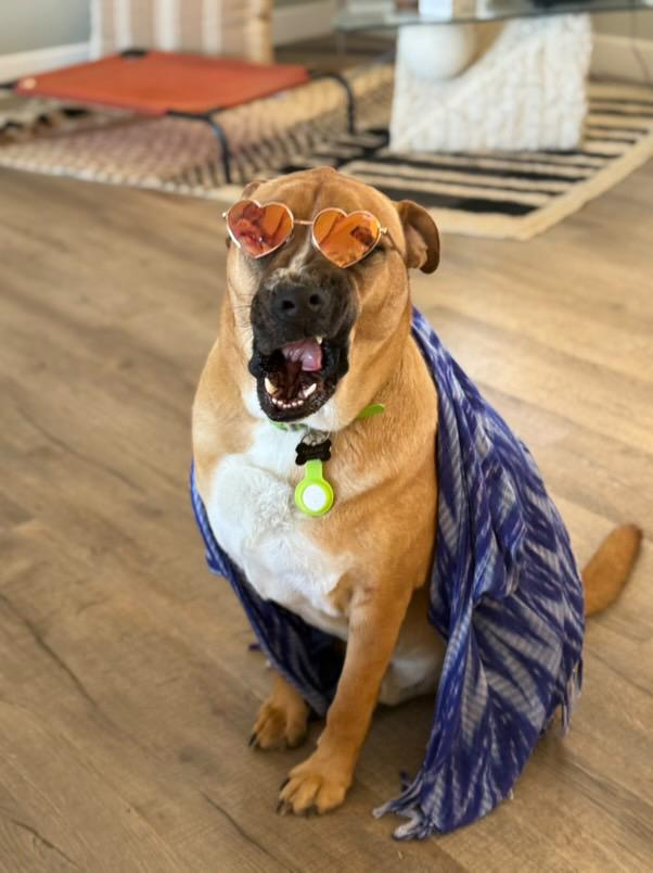 Enlarge Pharoh, a Adoptable mixed breed in Claremont, CA image 1/6