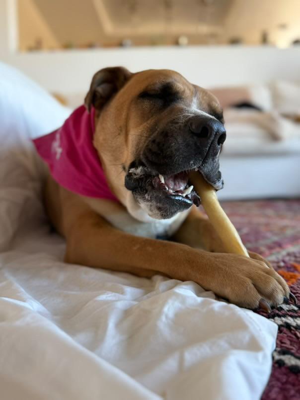 Enlarge Pharoh, a Adoptable mixed breed in Claremont, CA image 6/6