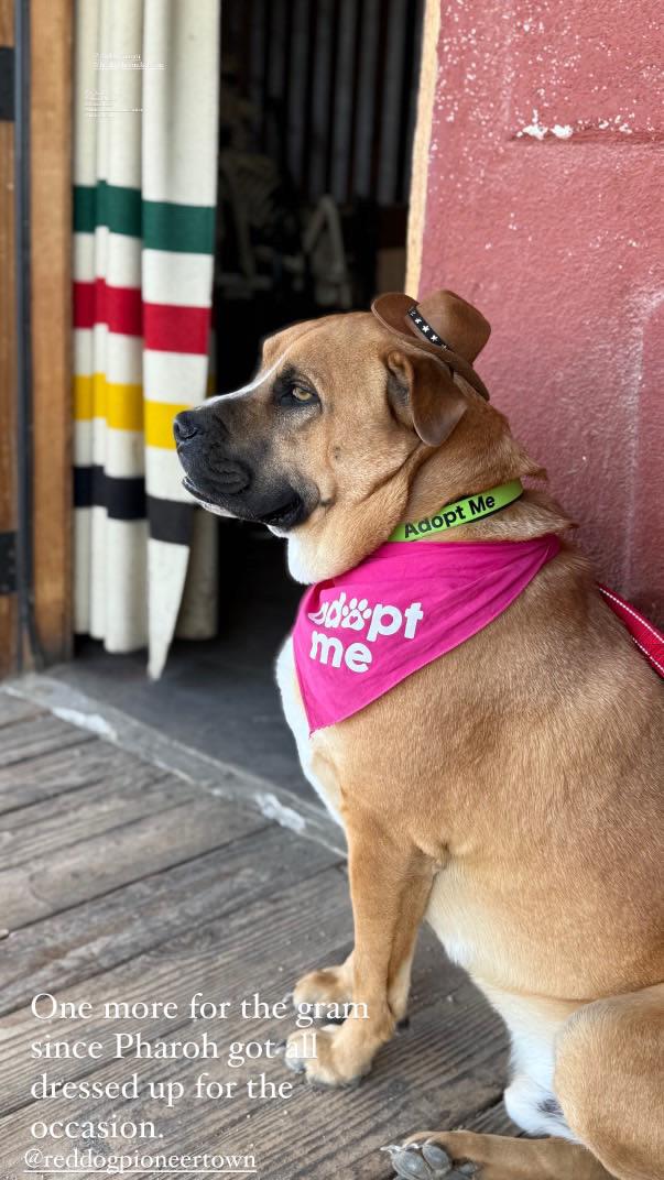Pharoh, an adoptable Bullmastiff, German Shepherd Dog in Claremont, CA, 91711 | Photo Image 2