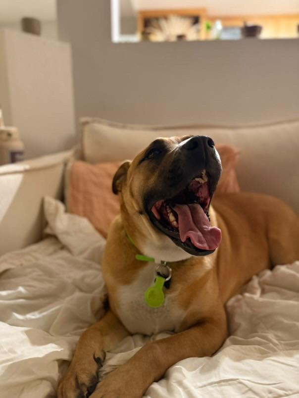 Enlarge Pharoh, a Adoptable mixed breed in Claremont, CA image 5/6