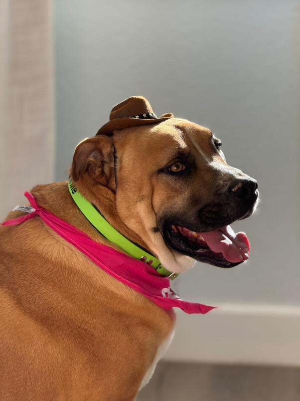 Enlarge Pharoh, a Adoptable mixed breed in Claremont, CA image 4/6