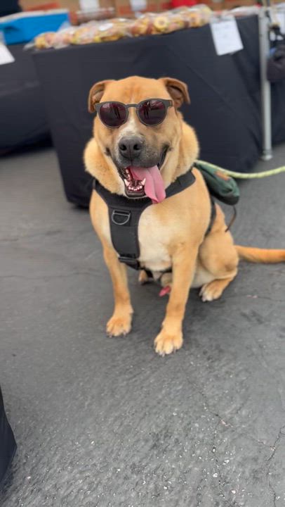 Enlarge Pharoh, a Adoptable mixed breed in Claremont, CA video 2/6