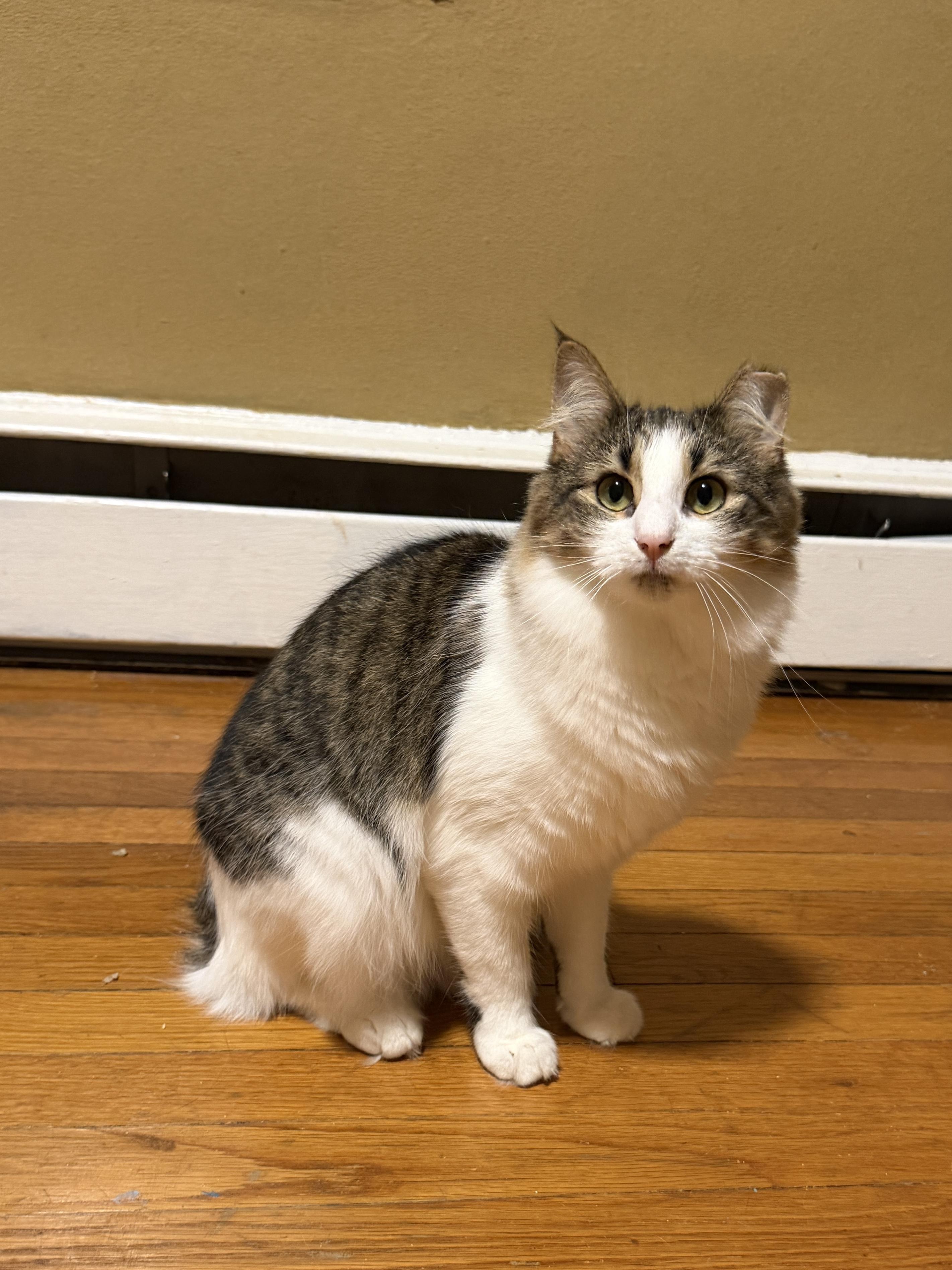 Enlarge Lulu, a Adoptable Domestic Medium Hair in Cornwall, NY image 3/6