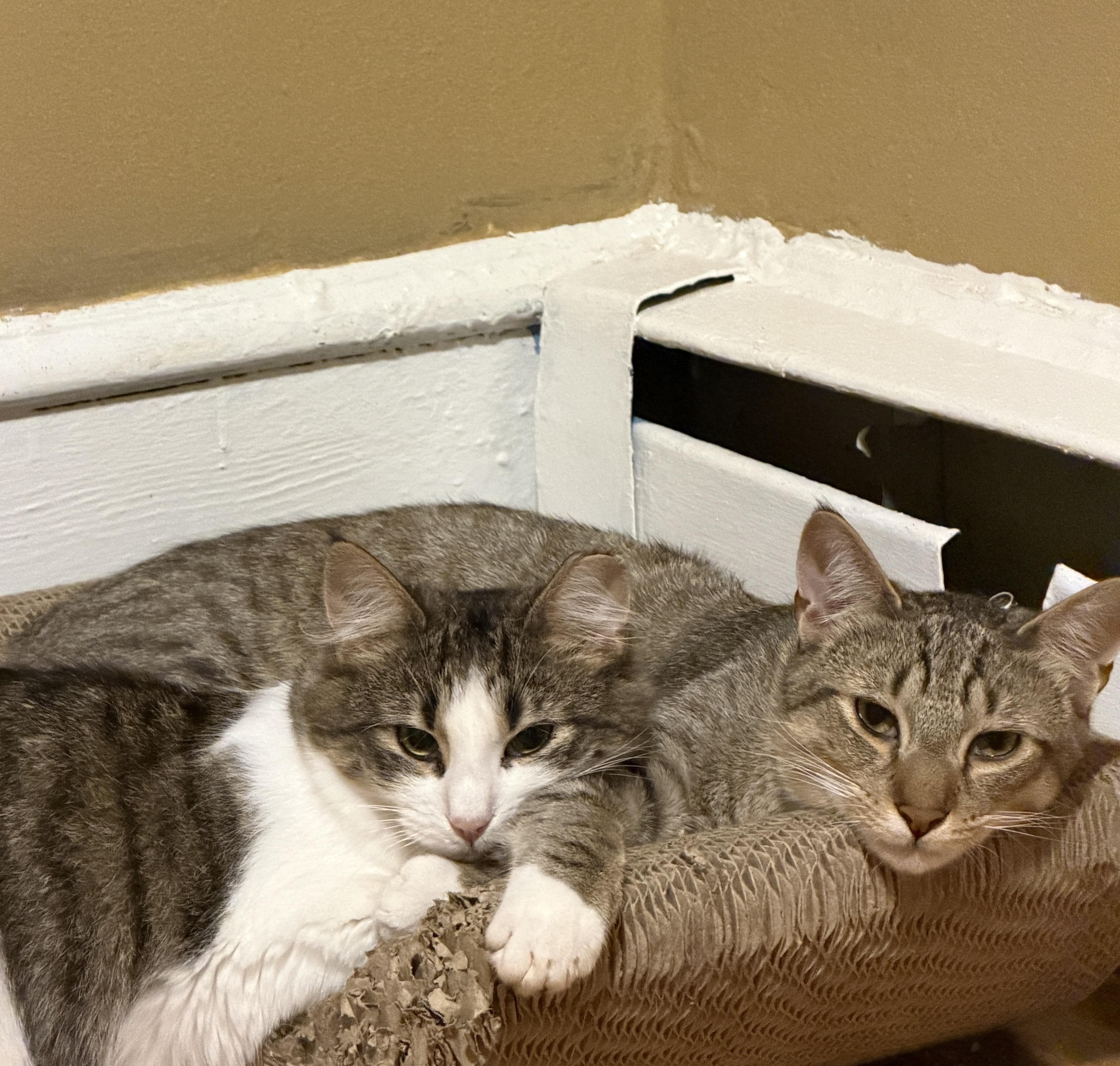 Enlarge Lulu, a Adoptable Domestic Medium Hair in Cornwall, NY image 6/6