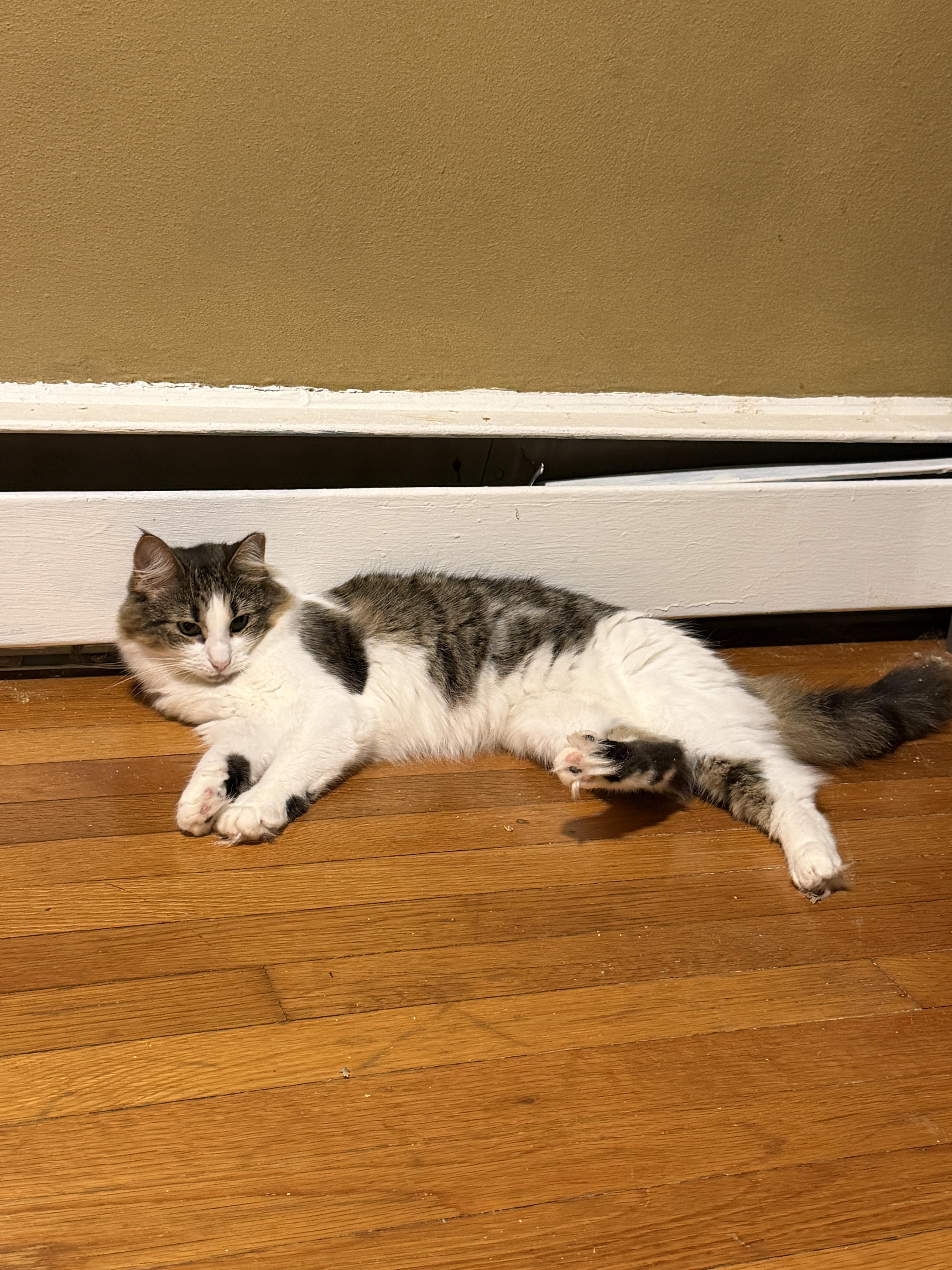 Enlarge Lulu, a Adoptable Domestic Medium Hair in Cornwall, NY image 4/6