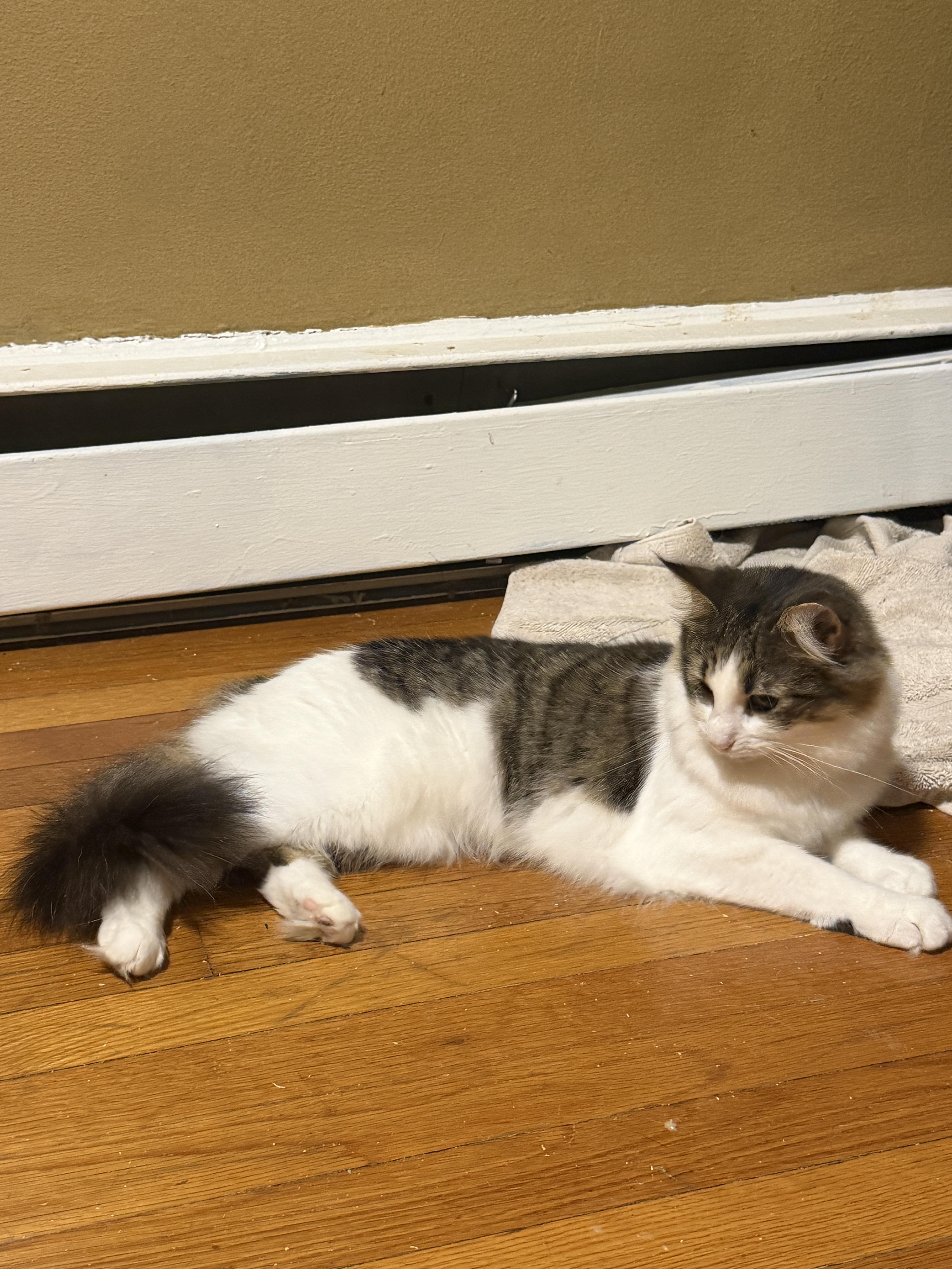 Enlarge Lulu, a Adoptable Domestic Medium Hair in Cornwall, NY image 2/6