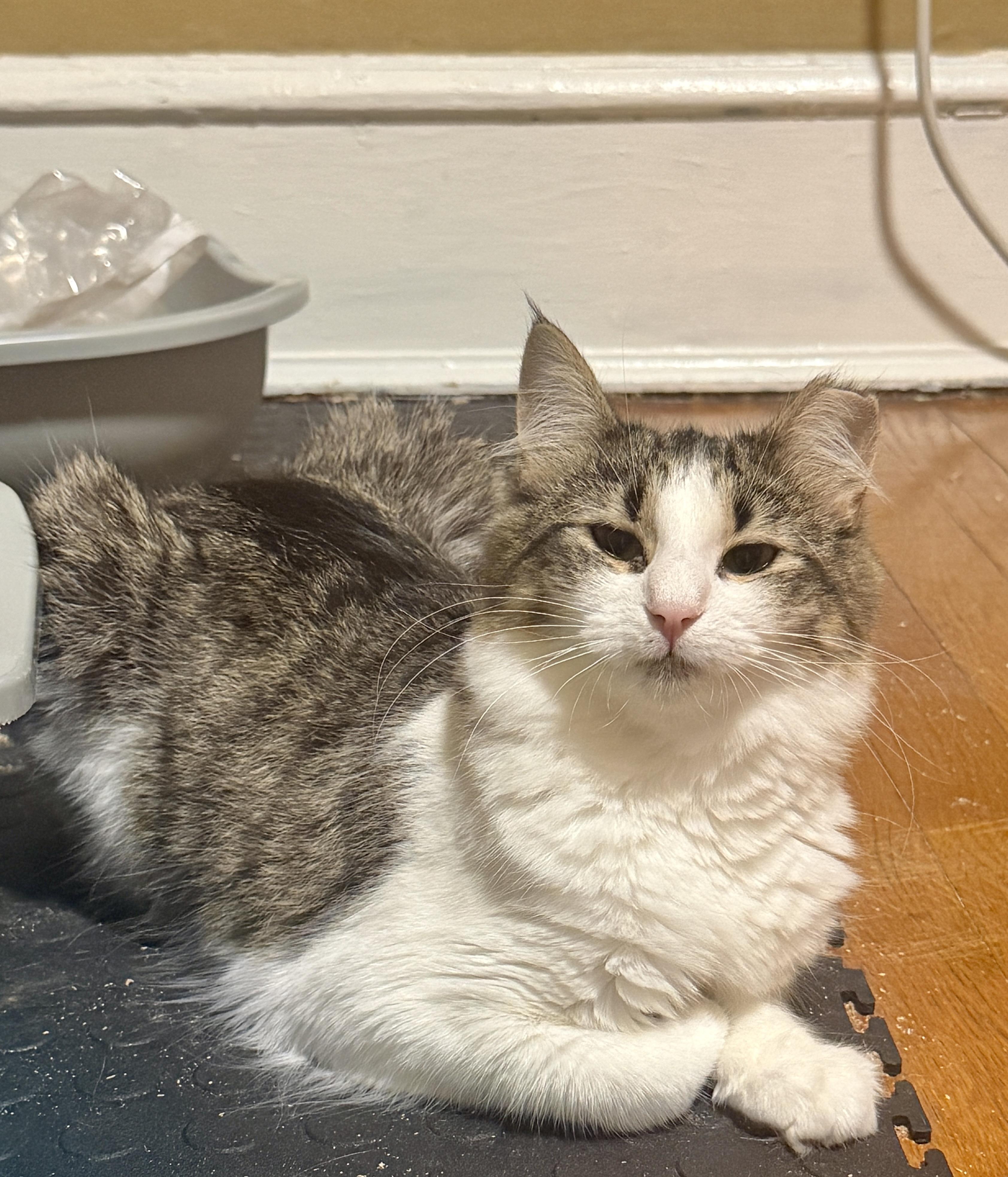 Enlarge Lulu, a Adoptable Domestic Medium Hair in Cornwall, NY image 1/6