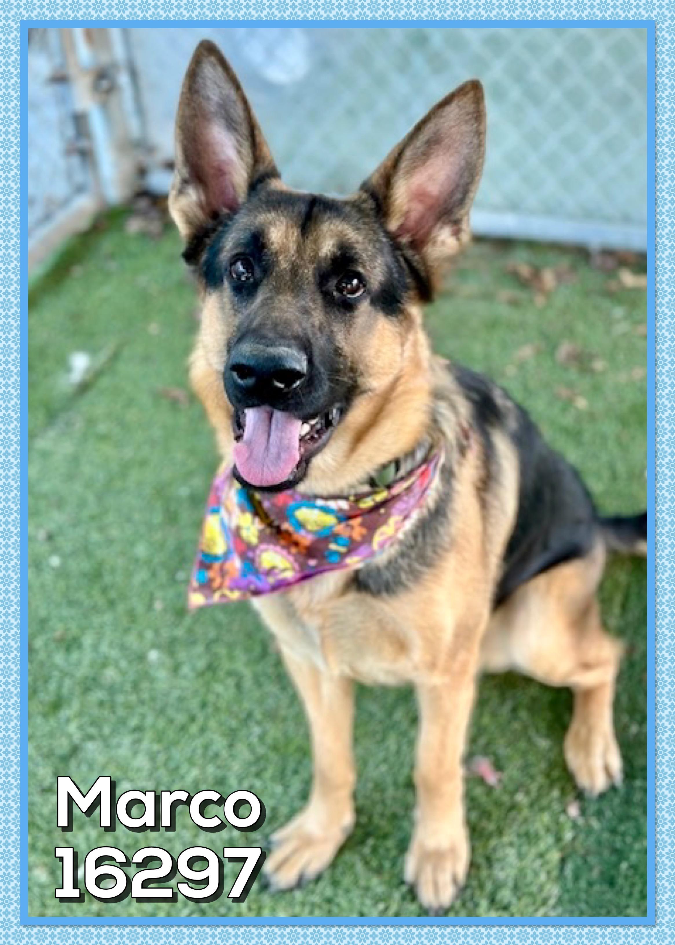 Enlarge MARCO/SARGE, an adopted German Shepherd Dog in Marietta, GA image 2/4