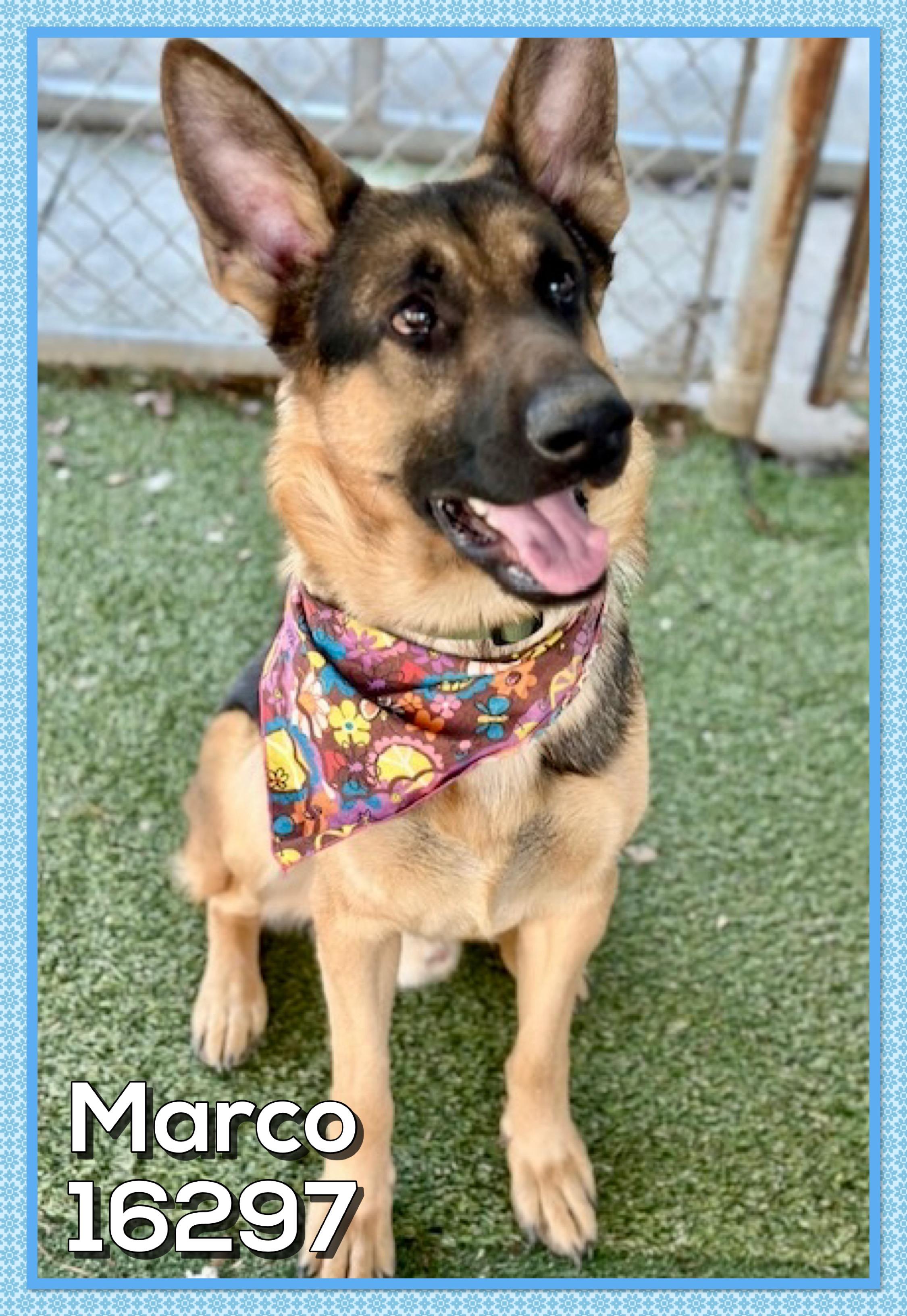 Enlarge MARCO/SARGE, an adopted German Shepherd Dog in Marietta, GA image 4/4