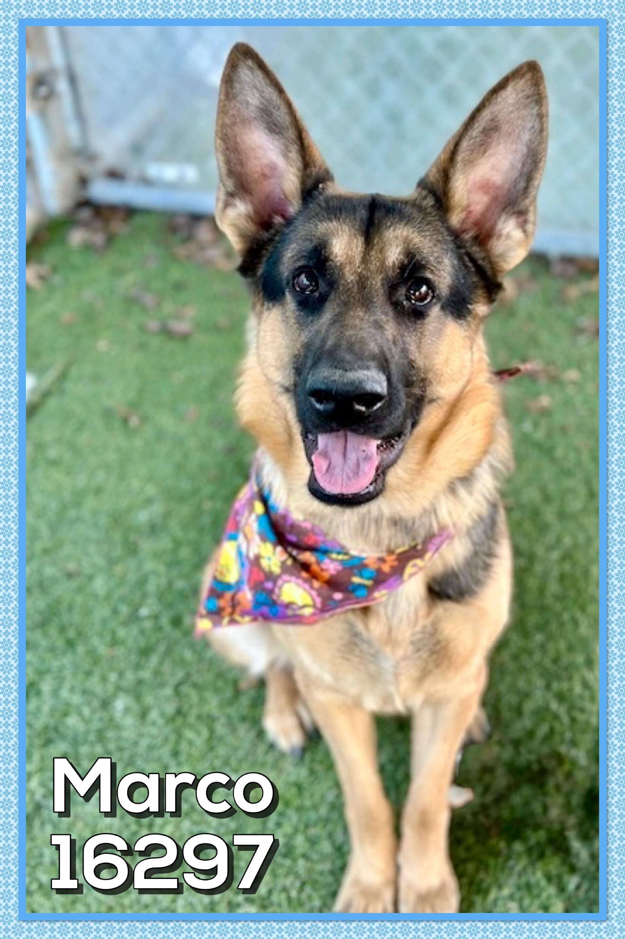 MARCO/SARGE, adopted, Adult Male German Shepherd Dog.