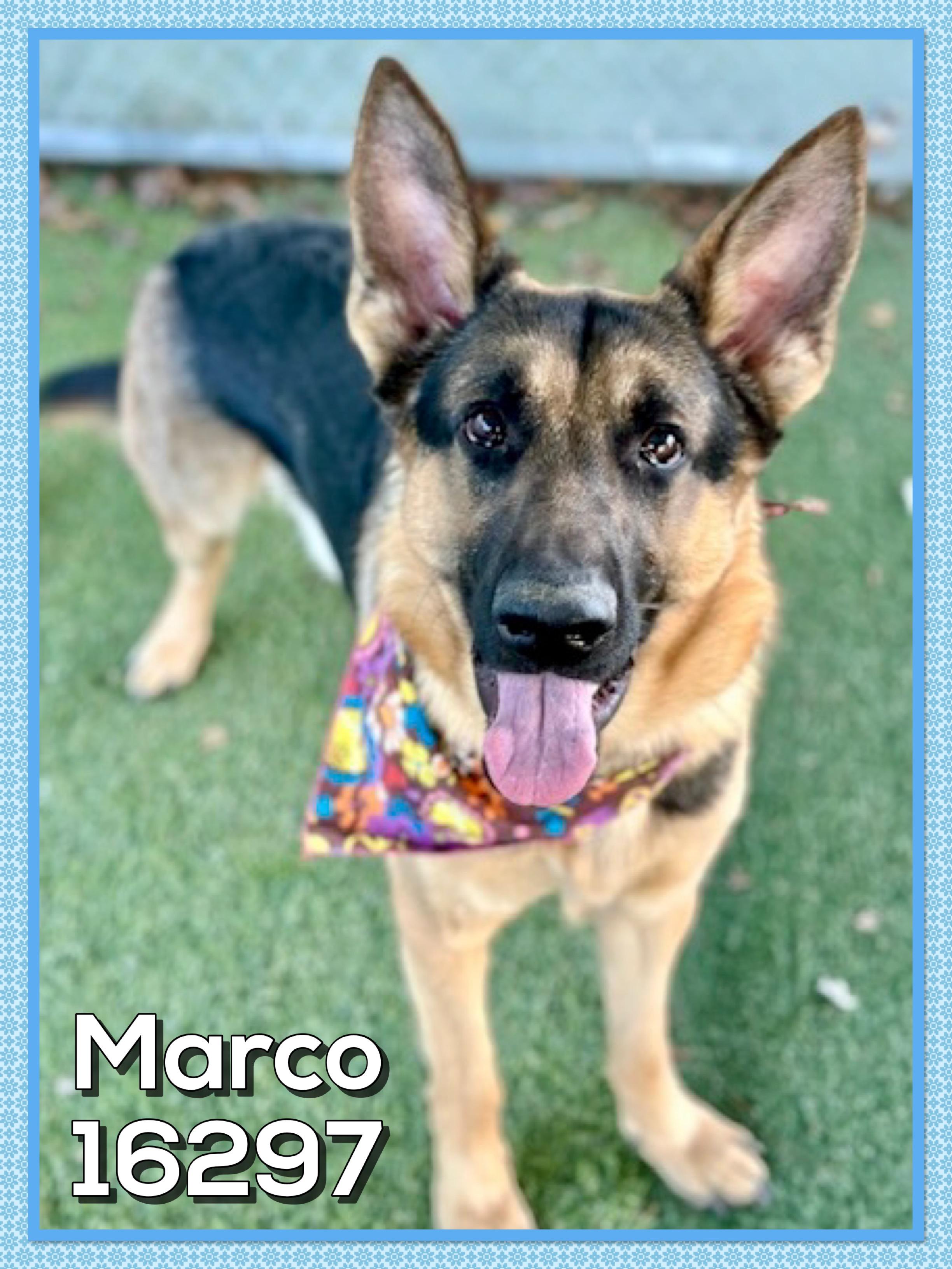 Enlarge MARCO/SARGE, an adopted German Shepherd Dog in Marietta, GA image 3/4