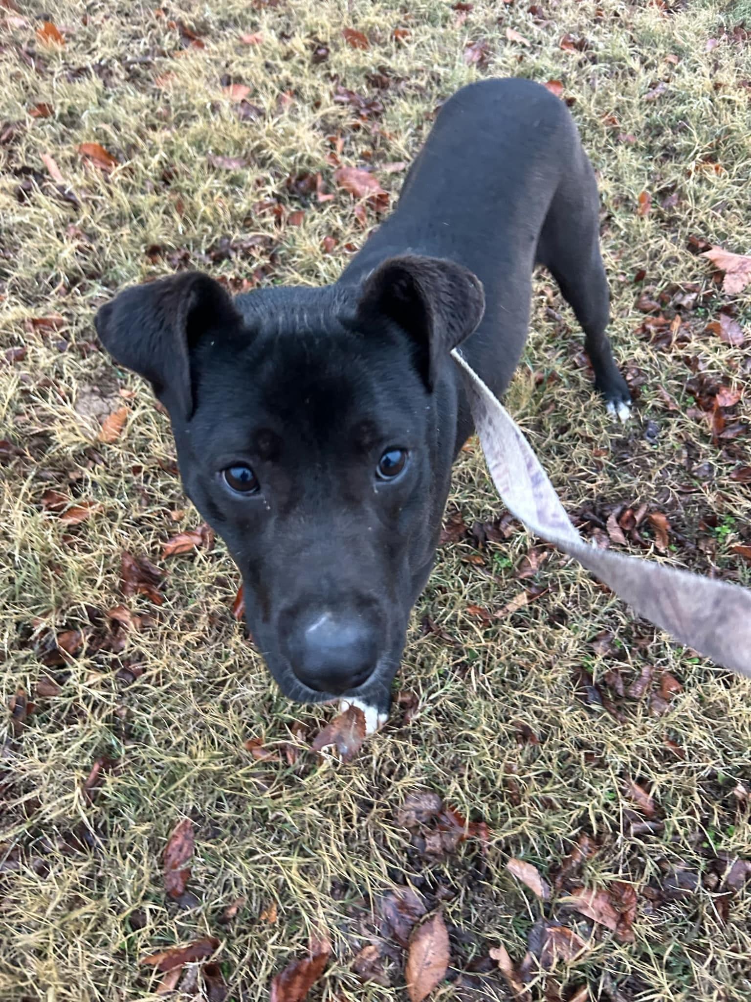 Enlarge Colby, a Adoptable mixed breed in Okemah, OK image 1/1