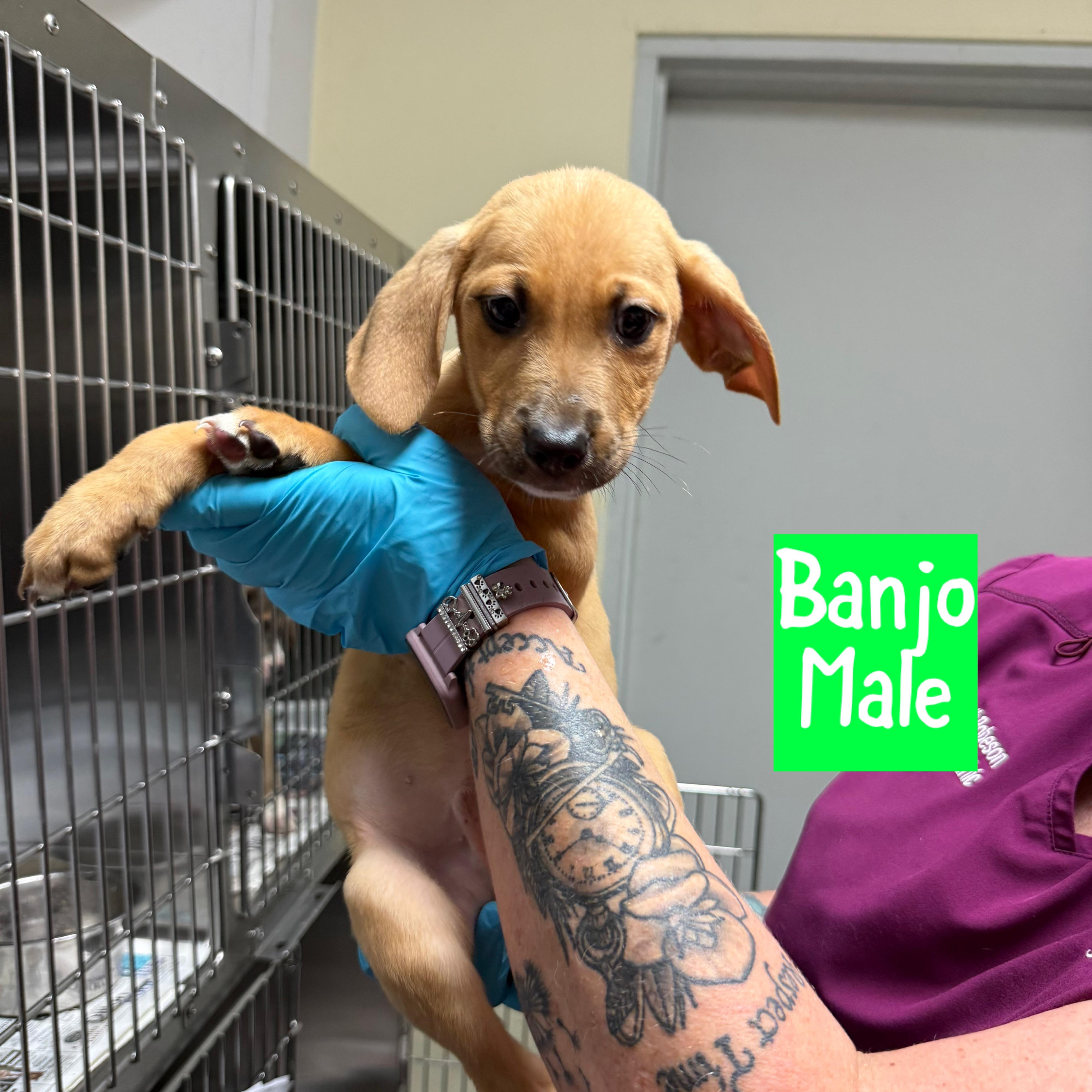 Meet the Musical Litter Boys - Bass, Banjo & Riff, an adoptable Mixed Breed, Hound in Houlton, ME, 04730 | Photo Image 2