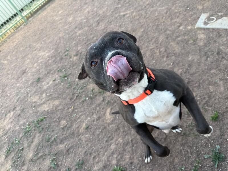 Enlarge Hansel, a Adoptable Pit Bull Terrier in Hobbs, NM image 1/6