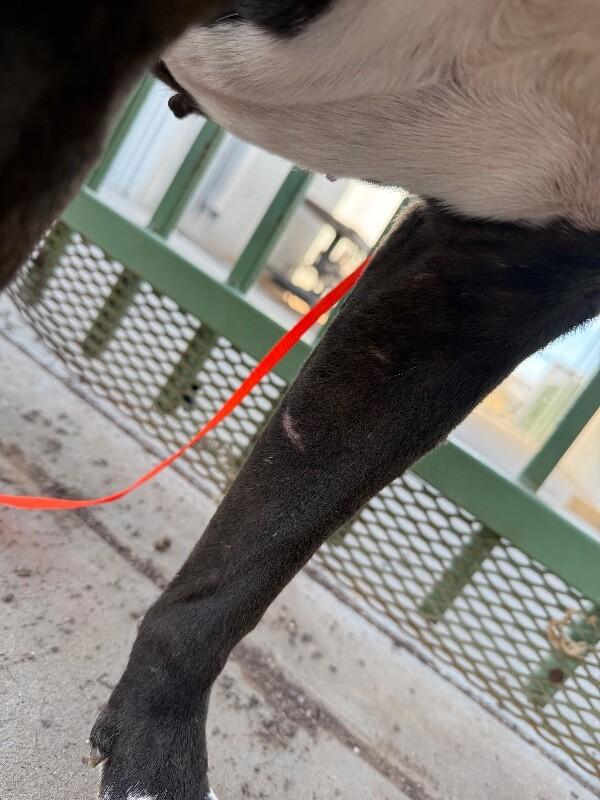 Enlarge Hansel, a Adoptable Pit Bull Terrier in Hobbs, NM image 2/6