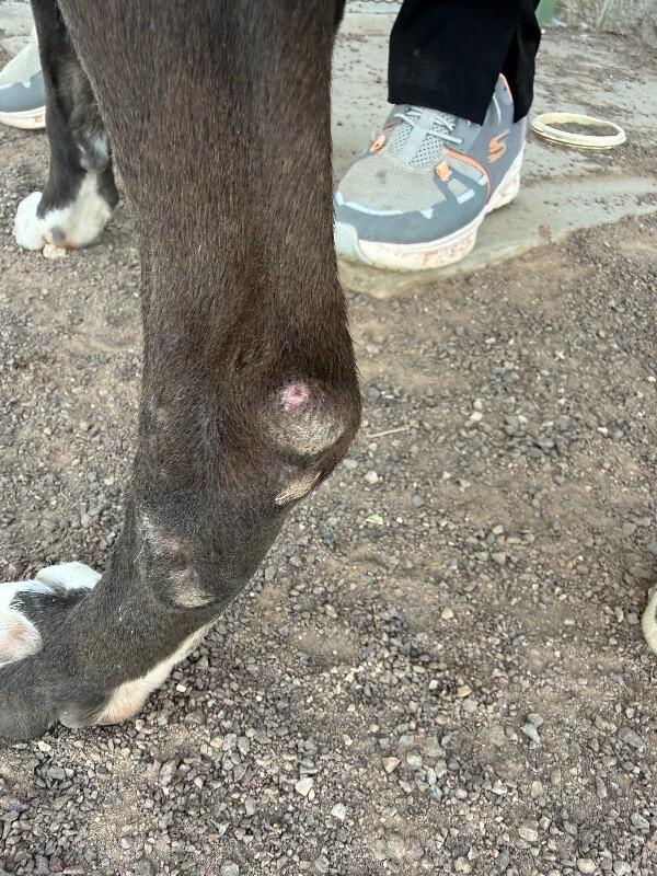 Enlarge Hansel, a Adoptable Pit Bull Terrier in Hobbs, NM image 3/6