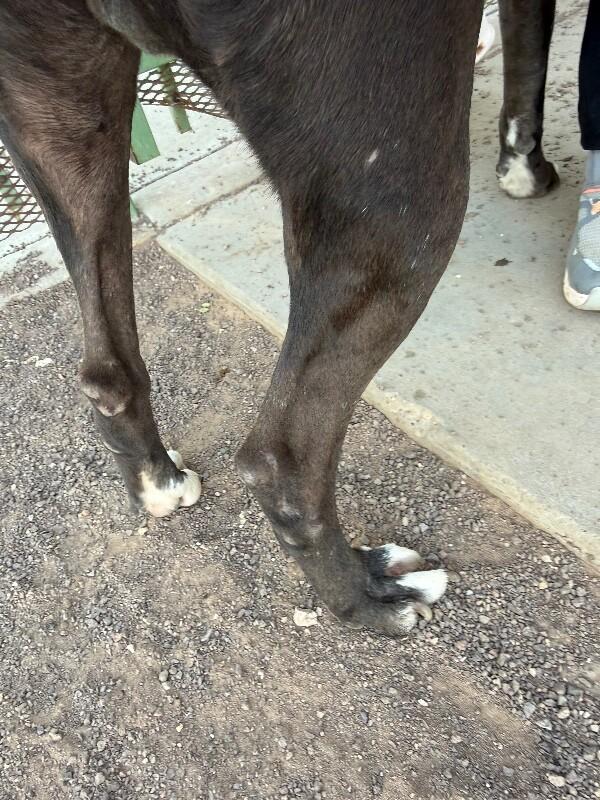 Enlarge Hansel, a Adoptable Pit Bull Terrier in Hobbs, NM image 4/6