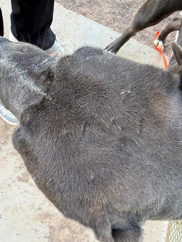 Enlarge Hansel, a Adoptable Pit Bull Terrier in Hobbs, NM image 5/6