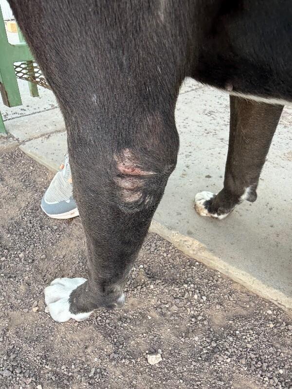 Enlarge Hansel, a Adoptable Pit Bull Terrier in Hobbs, NM image 6/6