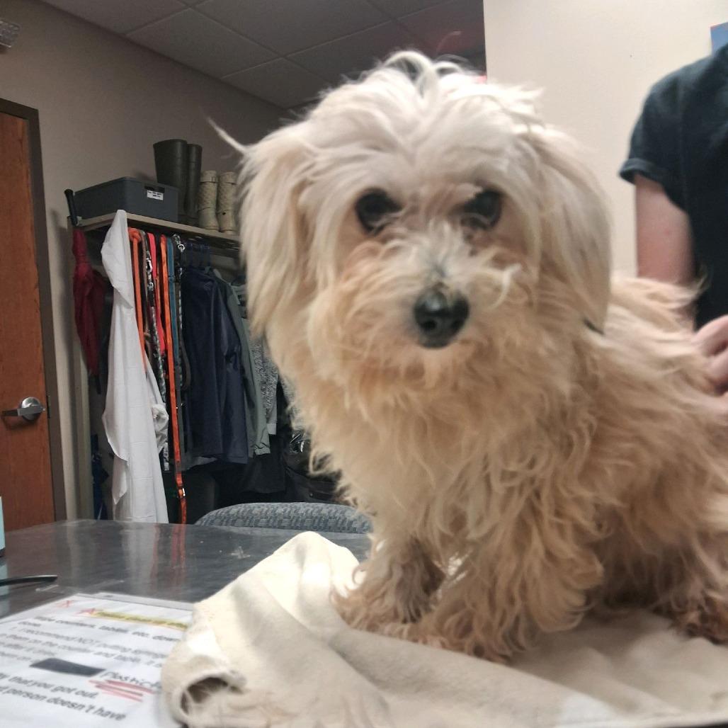 Sabrina, Adoptable, Adult Female Havanese.