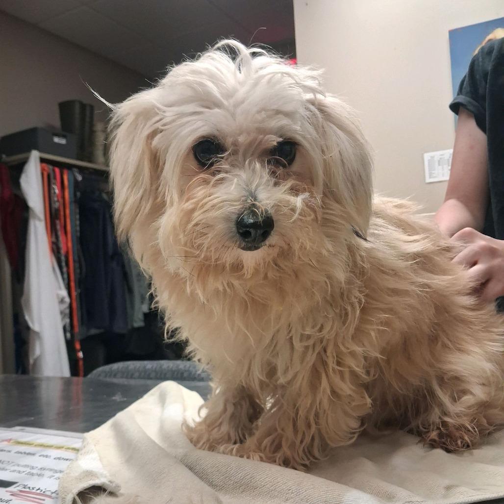 Enlarge Sabrina, a Adoptable Havanese in Norfolk, NE image 2/2