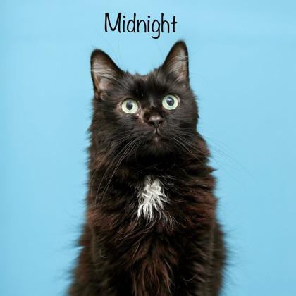 Midnight, Adoptable, Adult Male Domestic Long Hair & Domestic Short Hair.