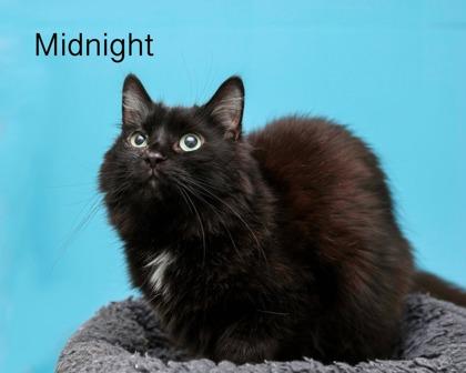 Midnight, a Adoptable mixed breed in Parma, OH image 2/3