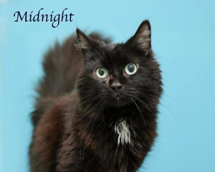 Enlarge Midnight, a Adoptable mixed breed in Parma, OH image 3/3