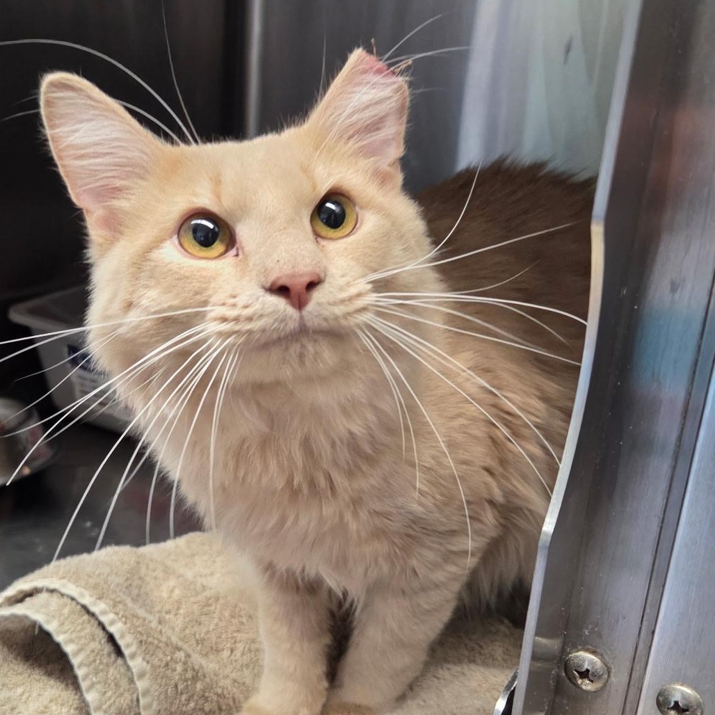 Hijinks, an adopted Domestic Medium Hair in Warwick, RI image 3/4