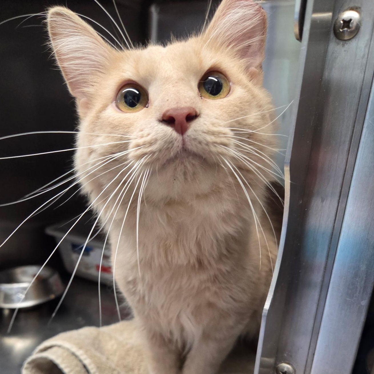 Hijinks, adopted, Young Male Domestic Medium Hair.