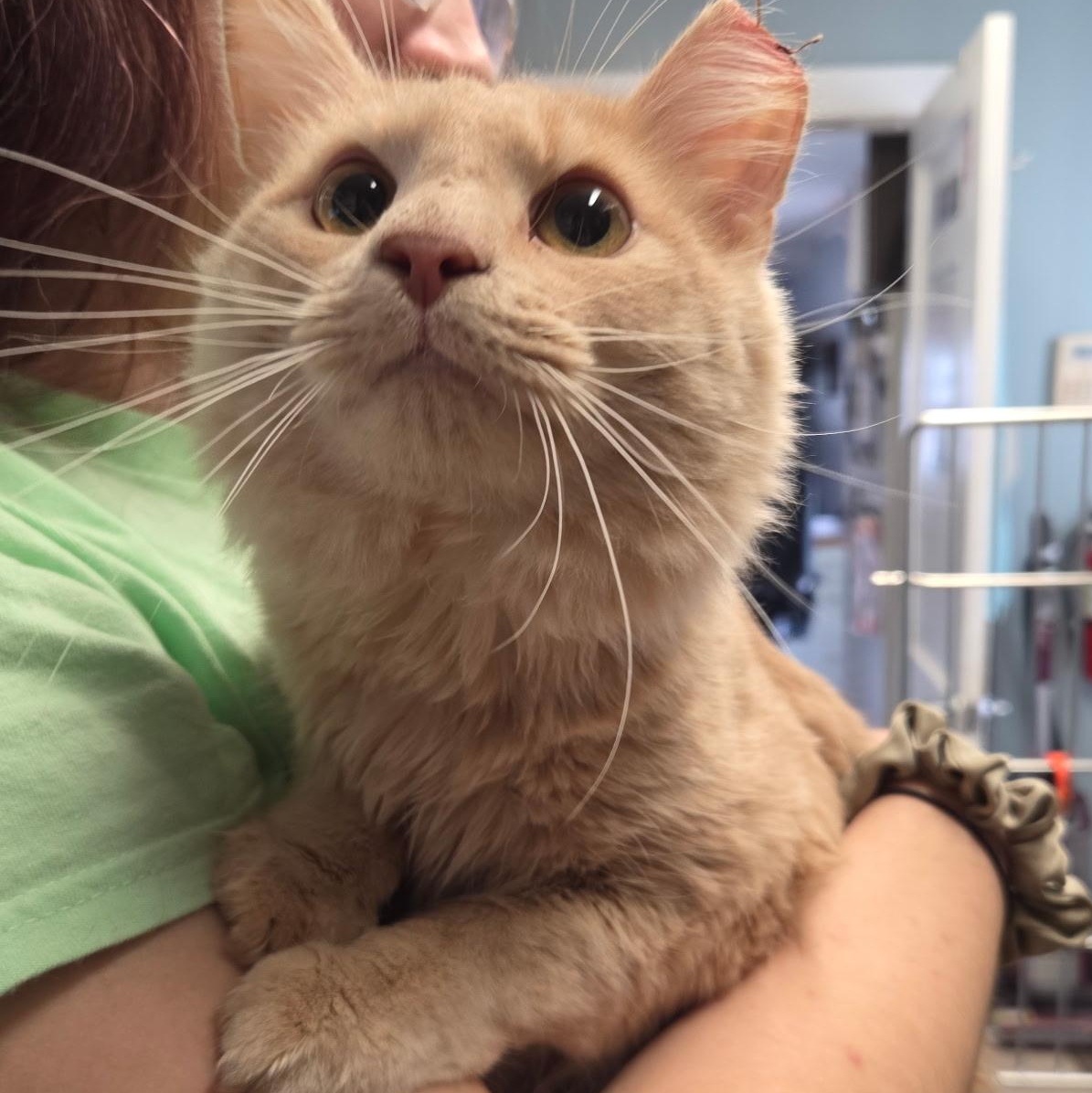 Hijinks, an adopted Domestic Medium Hair in Warwick, RI image 4/4