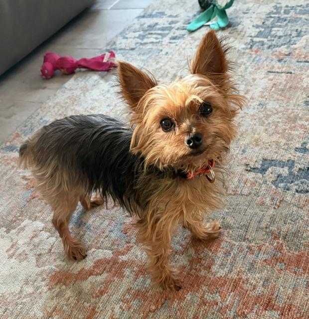 Enlarge D.C. Bowser, a Adoptable Yorkshire Terrier in Bradenton, FL image 1/3