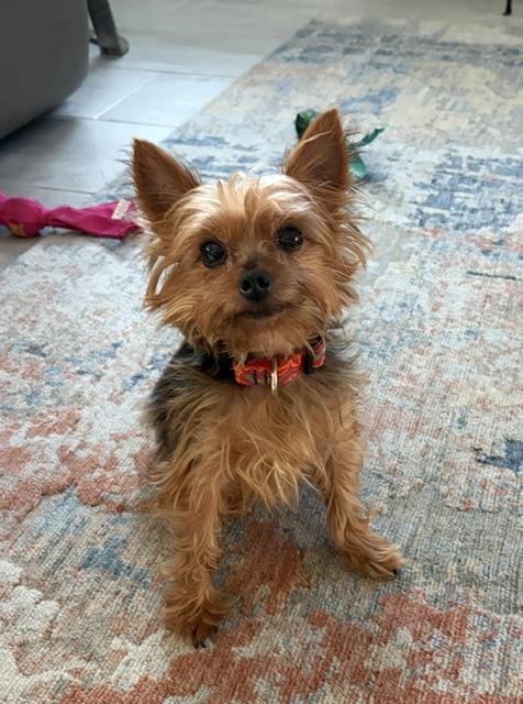 Enlarge D.C. Bowser, a Adoptable Yorkshire Terrier in Bradenton, FL image 2/3