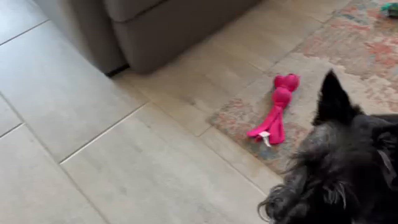 Enlarge D.C. Bowser, a Adoptable Yorkshire Terrier in Bradenton, FL video 3/3