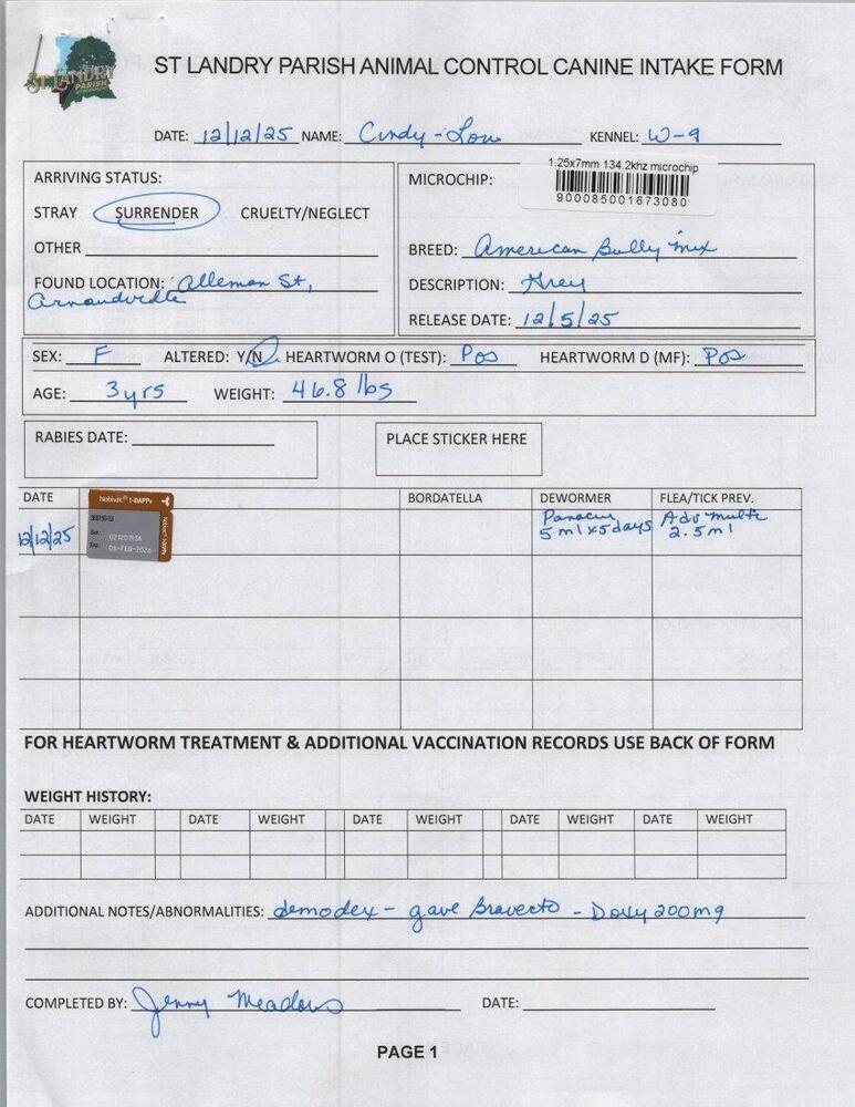 Enlarge Cindy Lou (#5), a Adoptable mixed breed in Opelousas, LA image 1/3