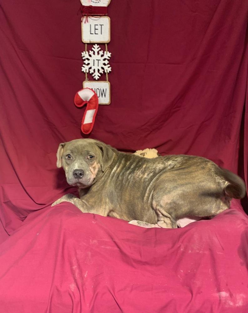 Enlarge Cindy Lou (#5), a Adoptable mixed breed in Opelousas, LA image 2/3