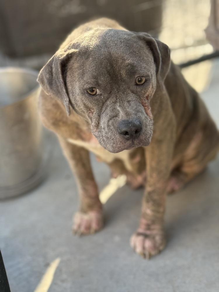 Enlarge Cindy Lou (#5), a Adoptable mixed breed in Opelousas, LA image 3/3