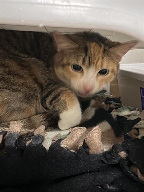 PATCHES, Adoptable, Adult Female Domestic Short Hair.