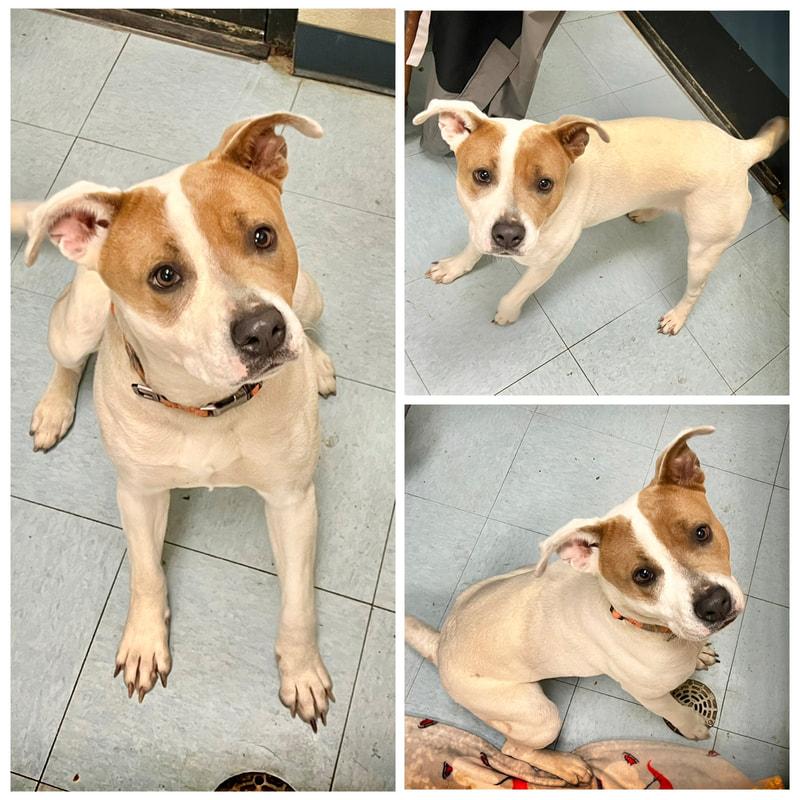 Fern, ADOPTABLE, Adult Female Pit Bull Terrier.