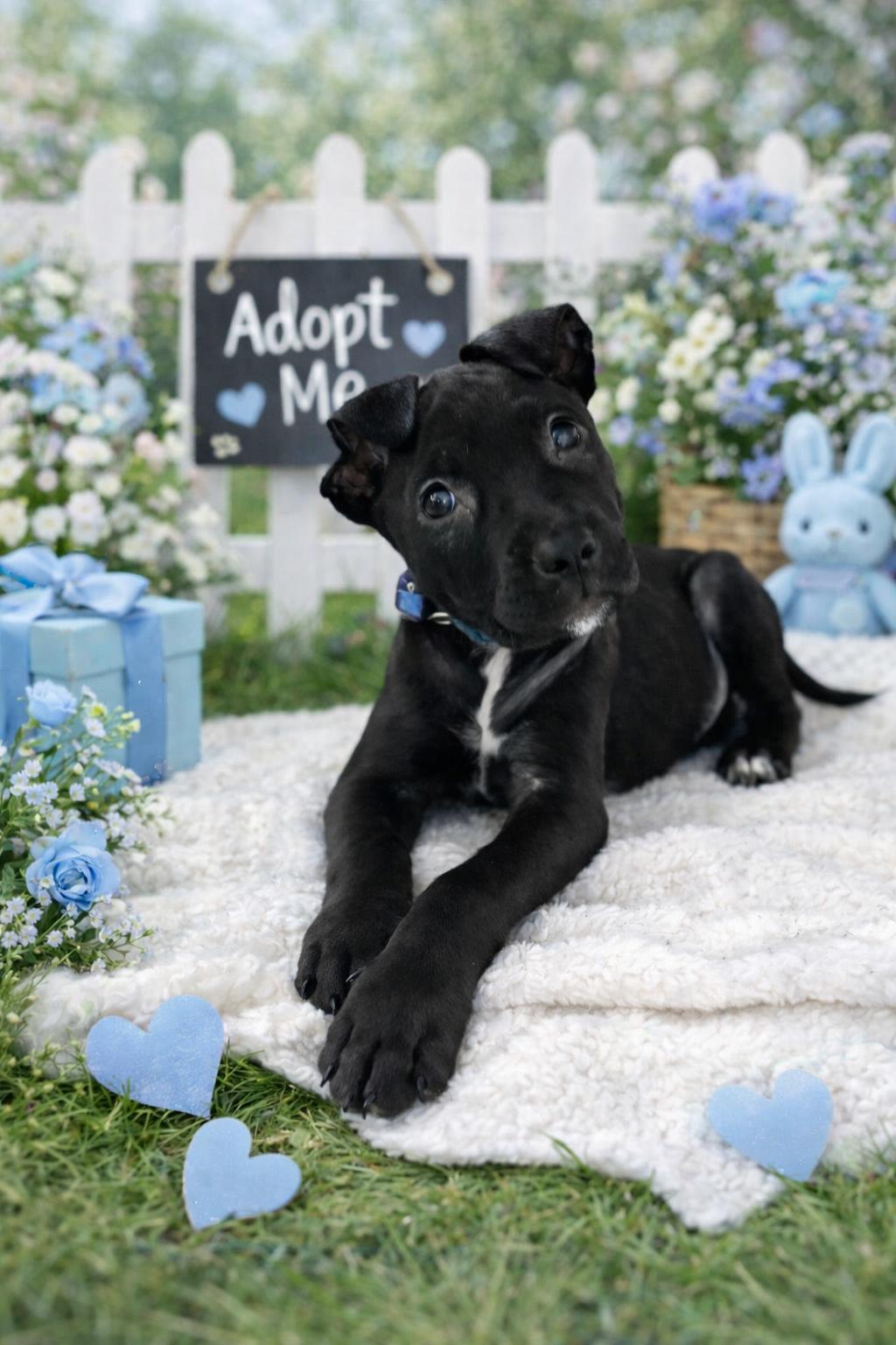 Enlarge Ace, a ADOPTABLE mixed breed in Lutz, FL image 1/1